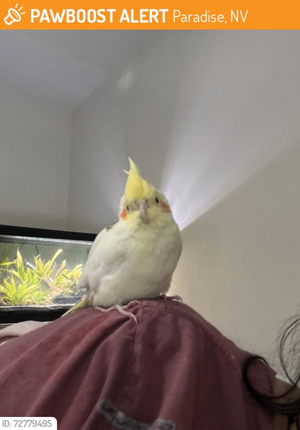 Found/Stray Unknown Bird last seen pecos and tropicana by the cndmniums, Paradise, NV 89121