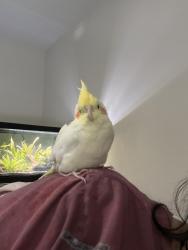 Found/Stray Unknown Bird last seen pecos and tropicana by the cndmniums, Paradise, NV 89121