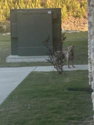 Found/Stray Male Dog last seen Gateway Church, Columbus, GA 31907