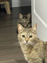 Lost Female Cat last seen Alamein road, Heidelberg West, VIC 3081