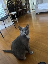 Lost Male Cat last seen Vanowen and chimineas , Los Angeles, CA 91335
