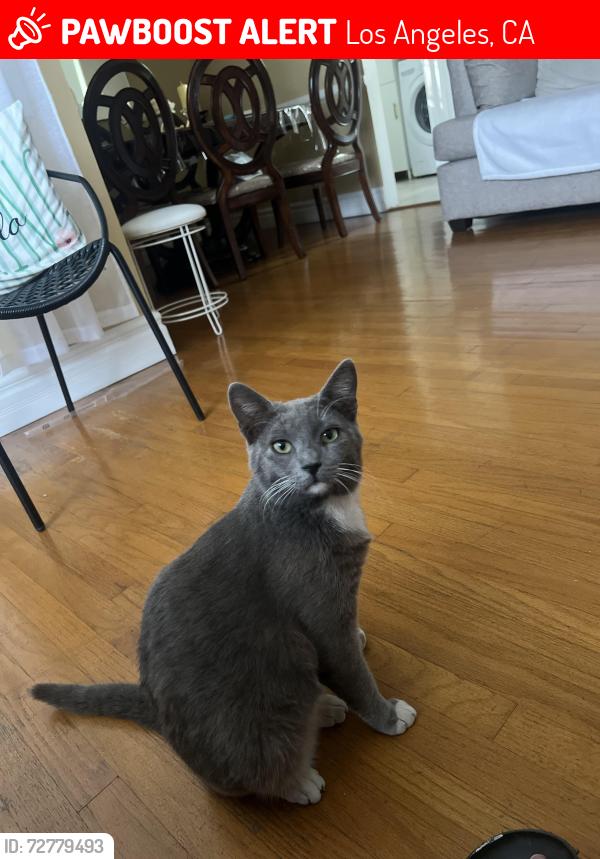 Lost Male Cat last seen Vanowen and chimineas , Los Angeles, CA 91335