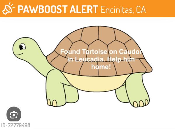 Found/Stray Unknown Reptile last seen Palero Rd , Encinitas, CA 92024