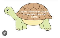 Found/Stray Unknown Reptile last seen Palero Rd , Encinitas, CA 92024