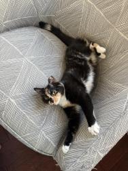 Lost Female Cat last seen Lilla Trail, Odessa, FL 33556, Odessa, FL 33556