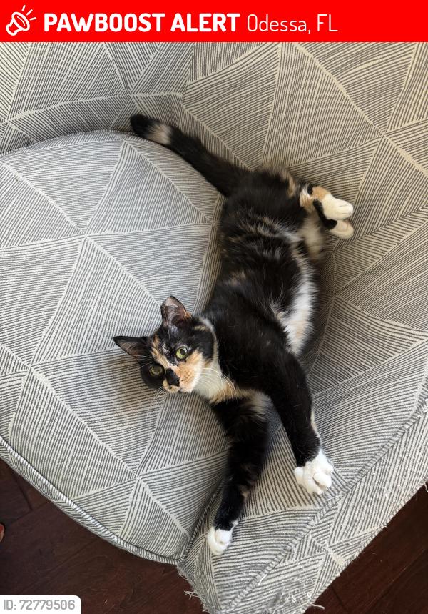 Lost Female Cat last seen Lilla Trail, Odessa, FL 33556, Odessa, FL 33556