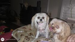 Lost Female Dog last seen Timber and Red River/ Tanglewood Edition, Grand Prairie, TX 75052