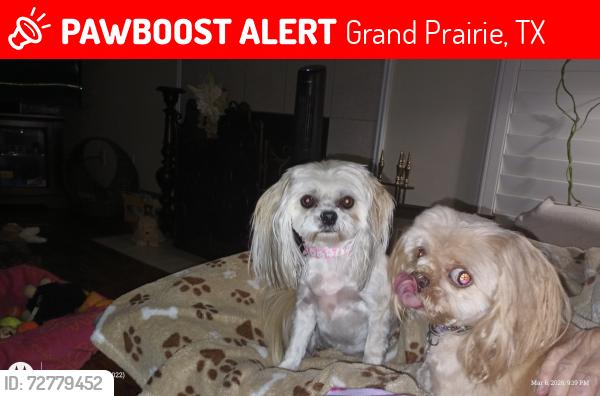 Lost Female Dog last seen Timber and Red River/ Tanglewood Edition, Grand Prairie, TX 75052