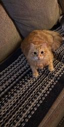 Lost Female Cat last seen Glen creek ct and arbrook, Arlington, TX 76015