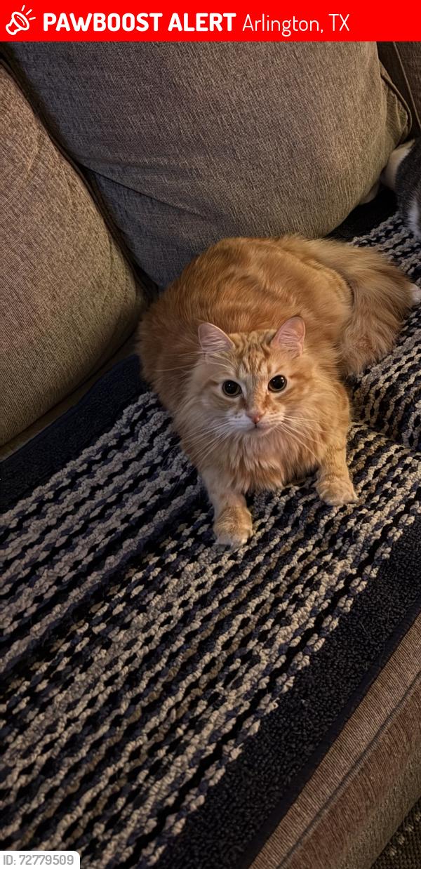 Lost Female Cat last seen Glen creek ct and arbrook, Arlington, TX 76015