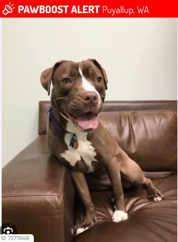 Lost Female Dog last seen 20th ave and 14th st Puyallup , public garden , Puyallup, WA 98371