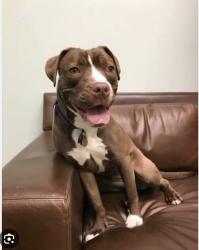 Lost Female Dog last seen 20th ave and 14th st Puyallup , public garden , Puyallup, WA 98371