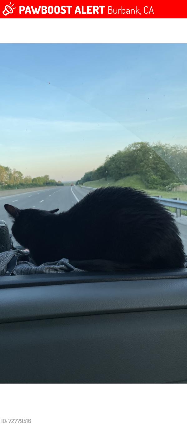 Lost Female Cat last seen Near N Manning , Burbank, CA 91505