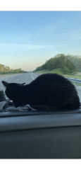Lost Female Cat last seen Near N Manning , Burbank, CA 91505