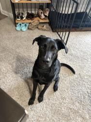 Lost Male Dog last seen Near , Austin, TX 78705