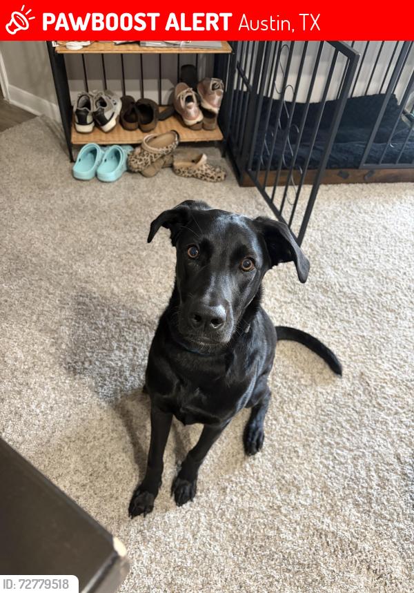 Lost Male Dog last seen Near , Austin, TX 78705