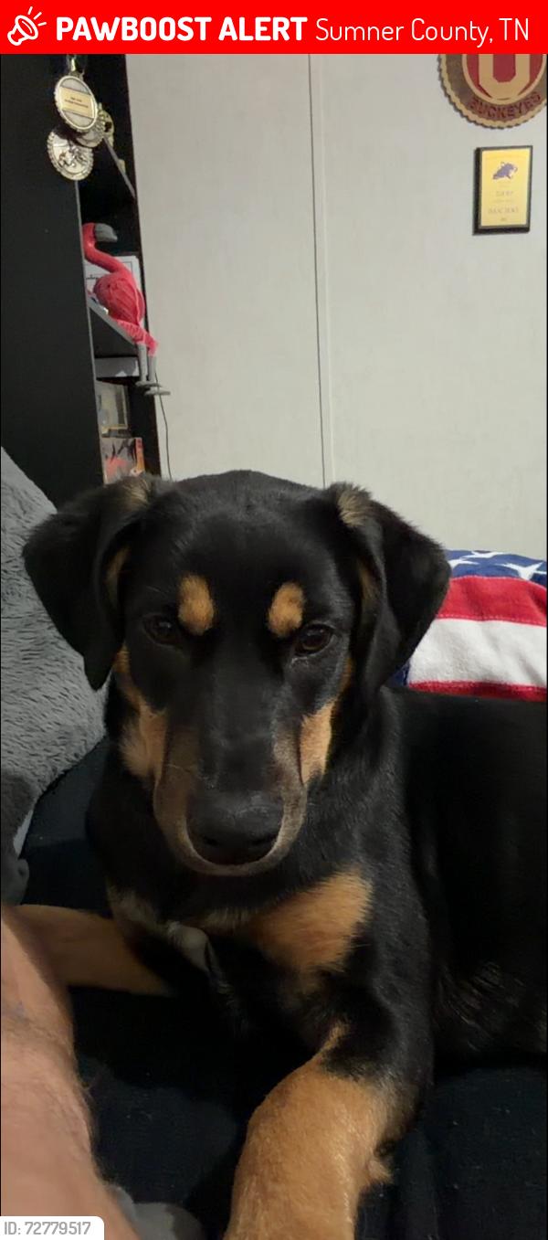 Lost Female Dog last seen Nubia rd westmoorland Tn , Sumner County, TN 37186