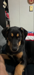 Lost Female Dog last seen Nubia rd westmoorland Tn , Sumner County, TN 37186
