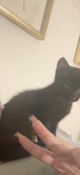 Lost Male Cat last seen Near 13th street between 4th and 5th ave, Brooklyn, NY 11215