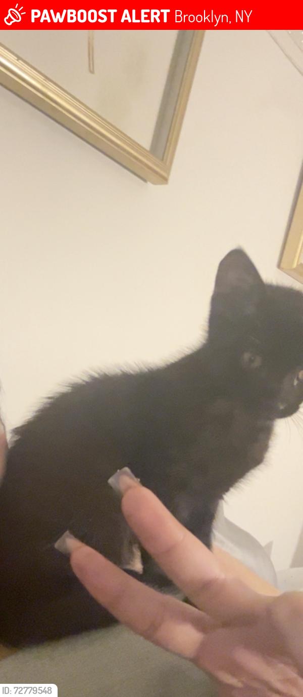 Lost Male Cat last seen Near 13th street between 4th and 5th ave, Brooklyn, NY 11215