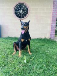 Lost Female Dog last seen Near Scuba ranch, Terrell, TX 75160