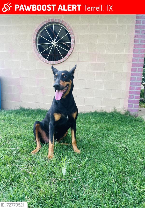 Lost Female Dog last seen Near Scuba ranch, Terrell, TX 75160