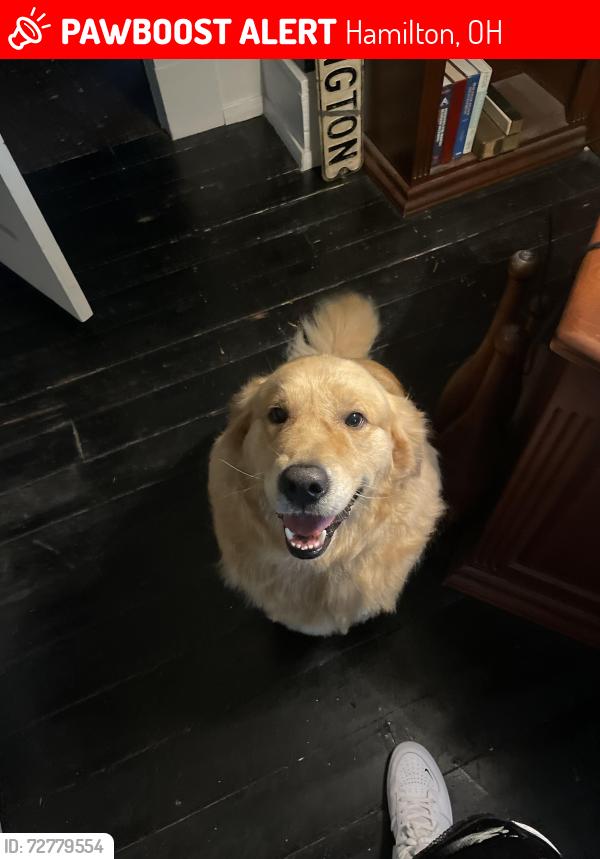Lost Male Dog last seen Main st, Hamilton, OH 45013