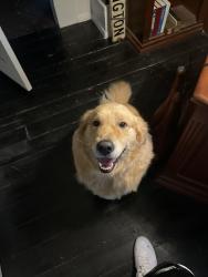Lost Male Dog last seen Main st, Hamilton, OH 45013