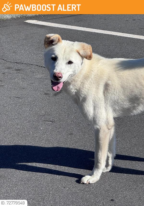 Found/Stray Male Dog last seen Waterrock knob parking lot, Water Rock Knob Trl, NC 28751
