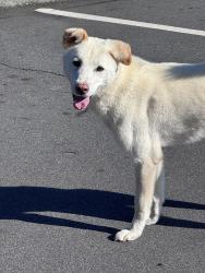 Found/Stray Male Dog last seen Waterrock knob parking lot, Water Rock Knob Trl, NC 28751