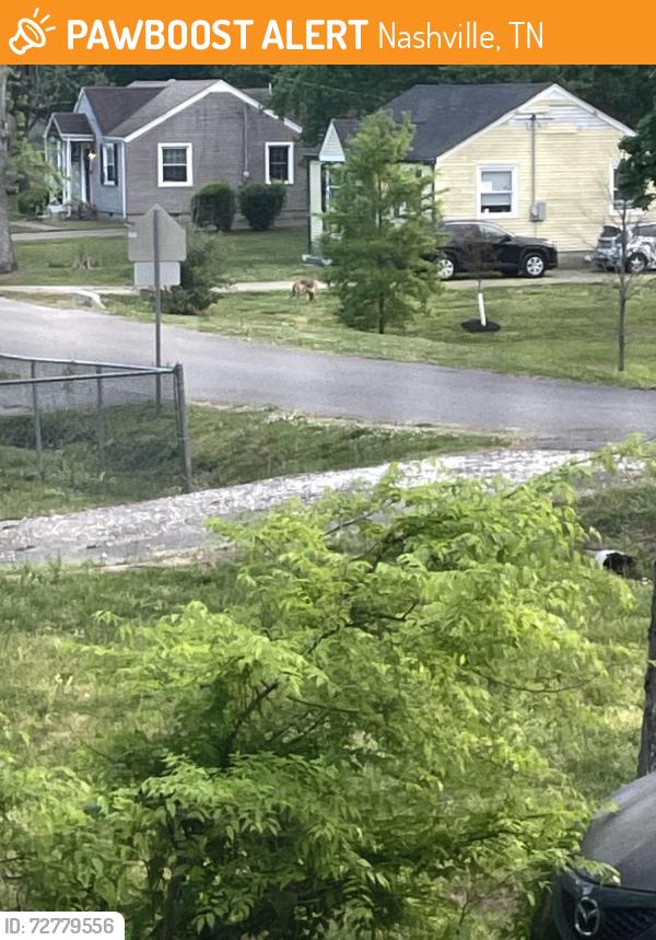 Found/Stray Unknown Dog last seen Peggy street Madison tn, Nashville, TN 37115