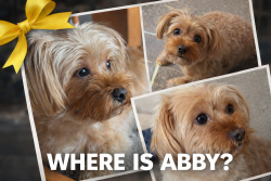Lost Female Dog last seen Highway 532 near Highway 35, Mount Olive, MS 39119