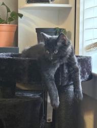 Lost Male Cat last seen W Bell Ave., Chattanooga, TN 37405