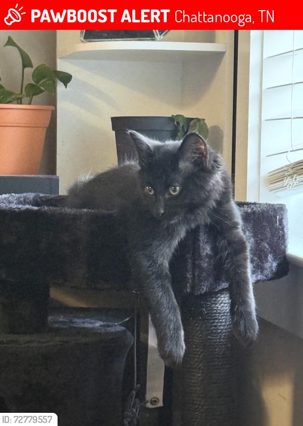 Lost Male Cat last seen W Bell Ave., Chattanooga, TN 37405