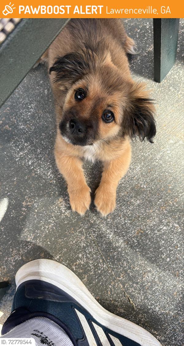 Found/Stray Male Dog last seen Near BRAMLETT blvd Lawrenceville , Lawrenceville, GA 30045
