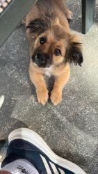 Found/Stray Male Dog last seen Near BRAMLETT blvd Lawrenceville , Lawrenceville, GA 30045