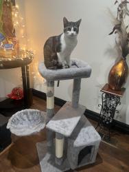 Lost Male Cat last seen Cashmere , Steven’s , Wenatchee, WA 98801