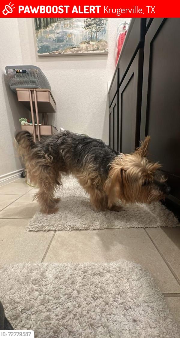 Lost Male Dog last seen Near Topazolite rd, Krugerville, TX 76227