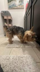 Lost Male Dog last seen Near Topazolite rd, Krugerville, TX 76227