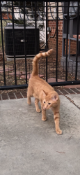 Lost Female Cat last seen Hemphill Drive, McGill Drive, Oak Summit Street in Winston Salem, Winston-Salem, NC 27105