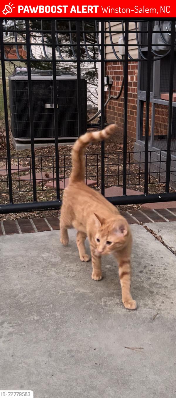 Lost Female Cat last seen Hemphill Drive, McGill Drive, Oak Summit Street in Winston Salem, Winston-Salem, NC 27105
