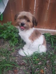 Found/Stray Male Dog last seen Fort worth street, Grand Prairie, TX 75050