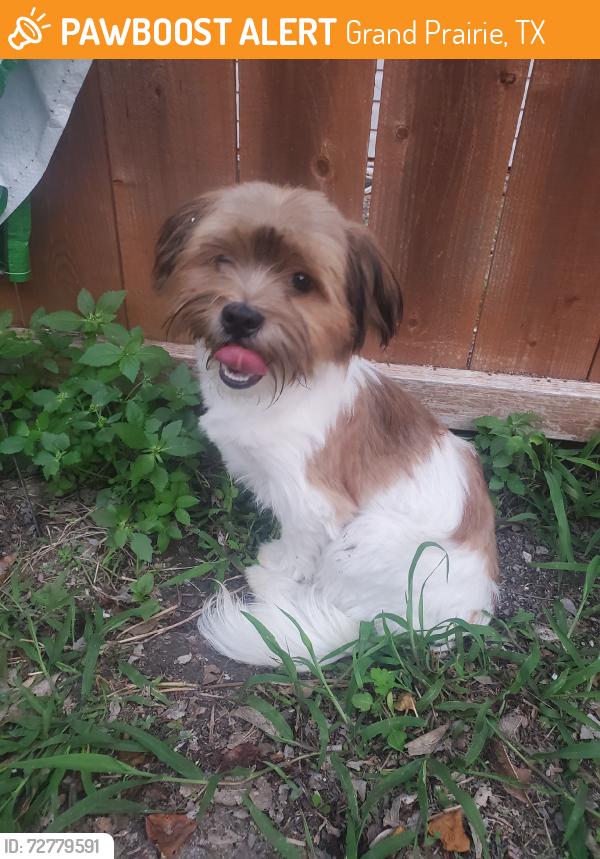 Found/Stray Male Dog last seen Fort worth street, Grand Prairie, TX 75050