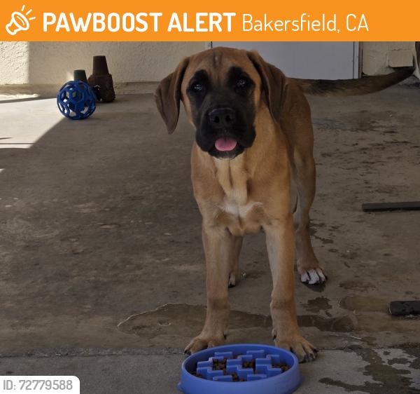Found/Stray Male Dog last seen Wilson Road/Planz Lane, Bakersfield, CA 93309