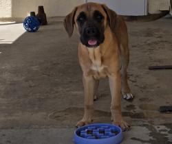 Found/Stray Male Dog last seen Wilson Road/Planz Lane, Bakersfield, CA 93309