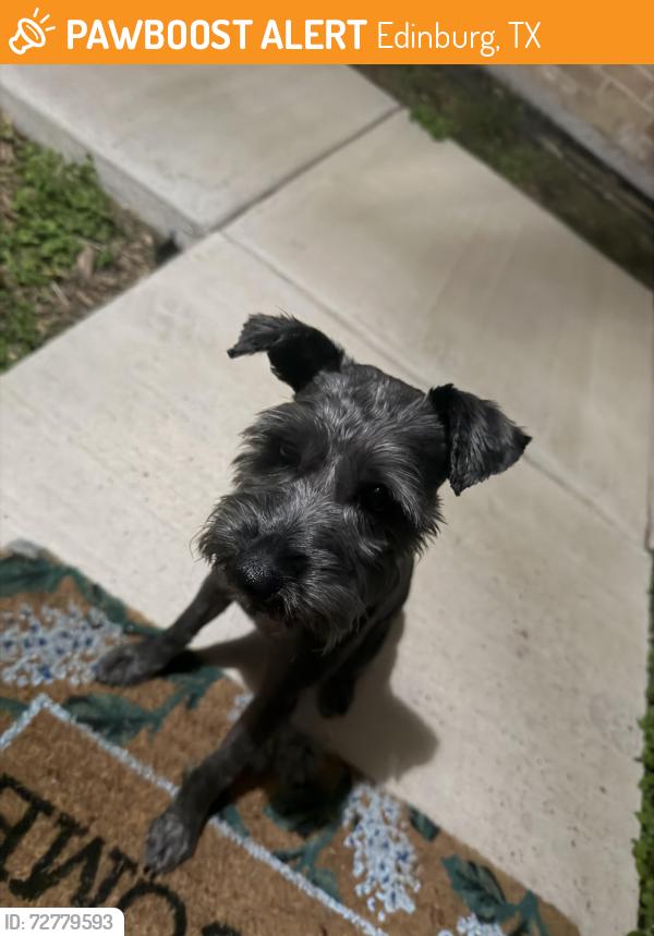 Found/Stray Unknown Dog last seen Monmack and Sprague , Edinburg, TX 78504