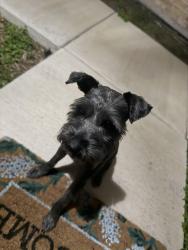 Found/Stray Unknown Dog last seen Monmack and Sprague , Edinburg, TX 78504