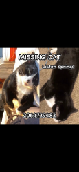 Lost Unknown Cat last seen Densmore ave E, Seattle, WA 98103