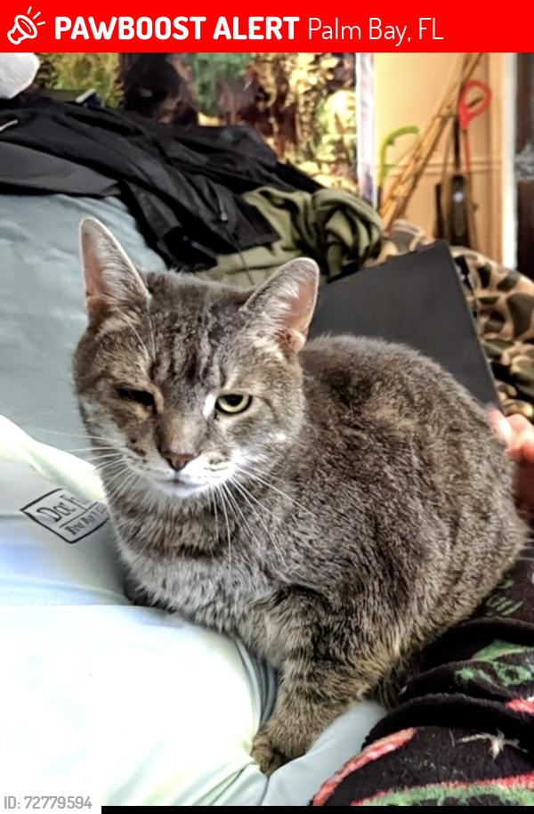 Lost Male Cat last seen Americana/ eldron , Palm Bay, FL 32907