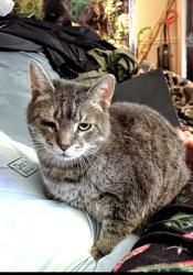Lost Male Cat last seen Americana/ eldron , Palm Bay, FL 32907